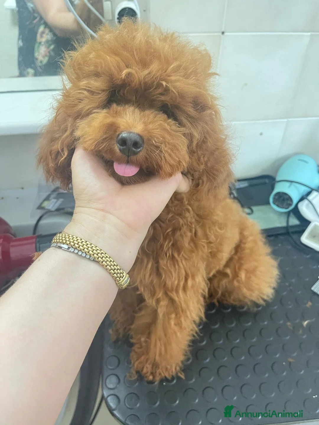 Barboncino Toy cani in vendita: Barboncino Toy al limite  a Provincia di Savona - Annuncio 2