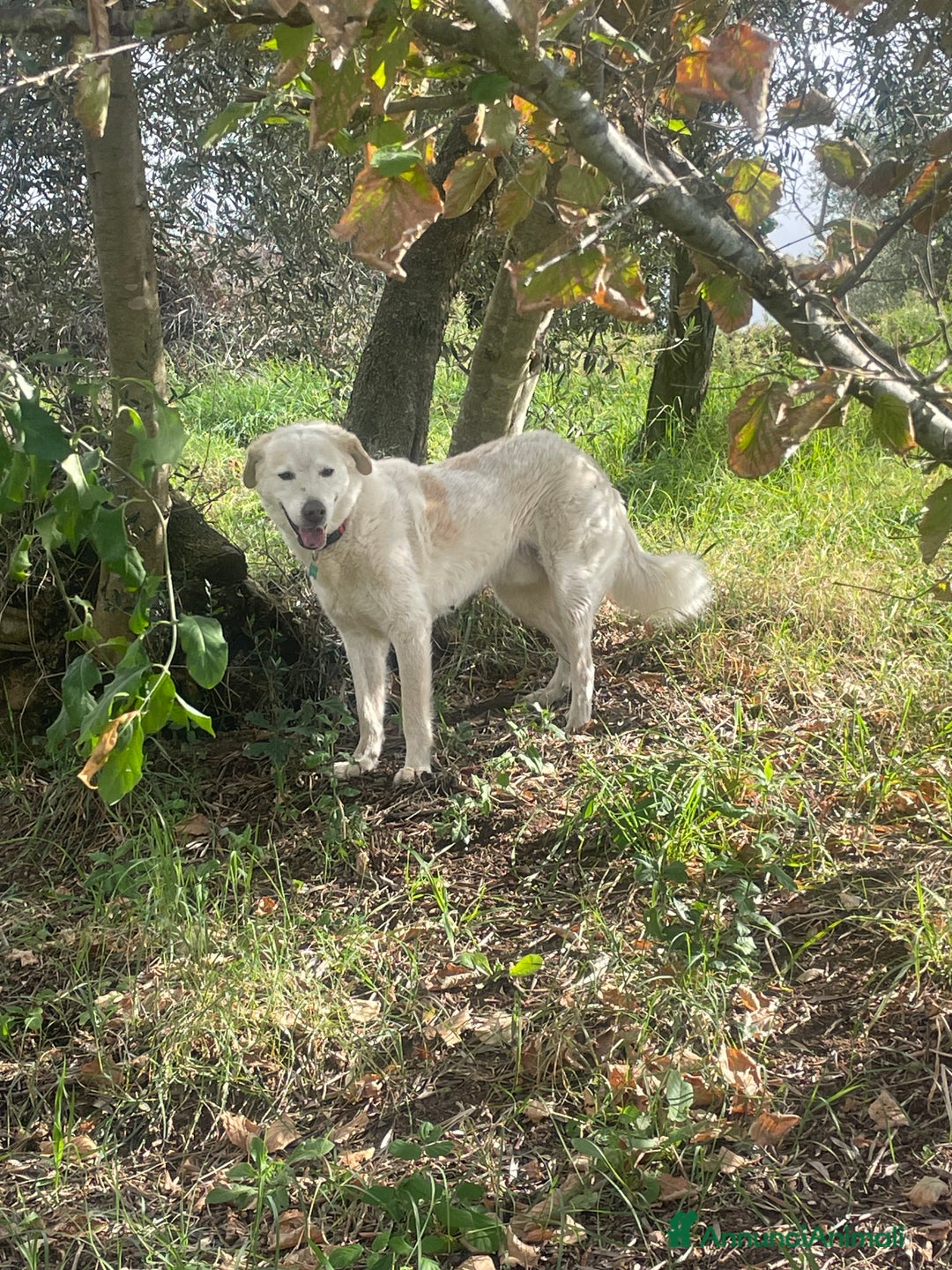 Meticcio cani in regalo: Cucciolo 3 mesi e mezzo vaccinato - Annuncio 3