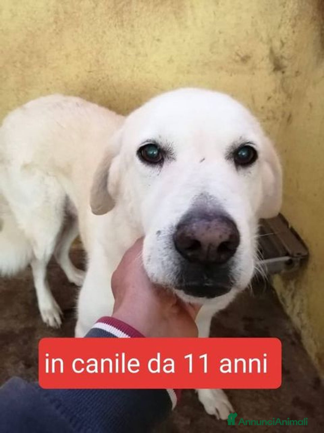 Pastore Maremmano cani in regalo: dolce HEIDI 11anni in canile da sempre...brava! - Immagine 1