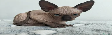 Sphynx Gattino 2