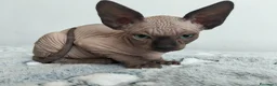 Sphynx gatti in vendita: Gattini Sphynx  - Annuncio 6