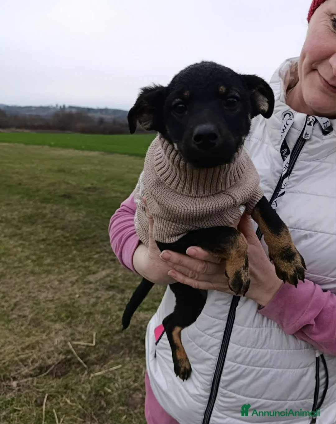 Meticcio cani in regalo: 4 vivacissime cucciole TAGLIA PICCOLA!! - Annuncio 2