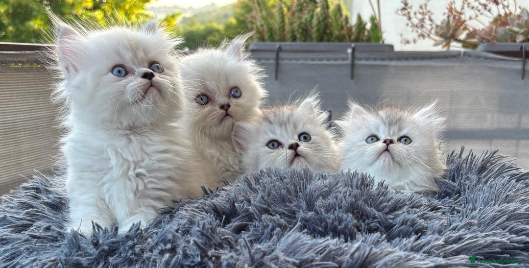 Persiano gatti in vendita: Gattini persiani Chinchilla e Himalayani  a Provincia di Ravenna - Immagine 27