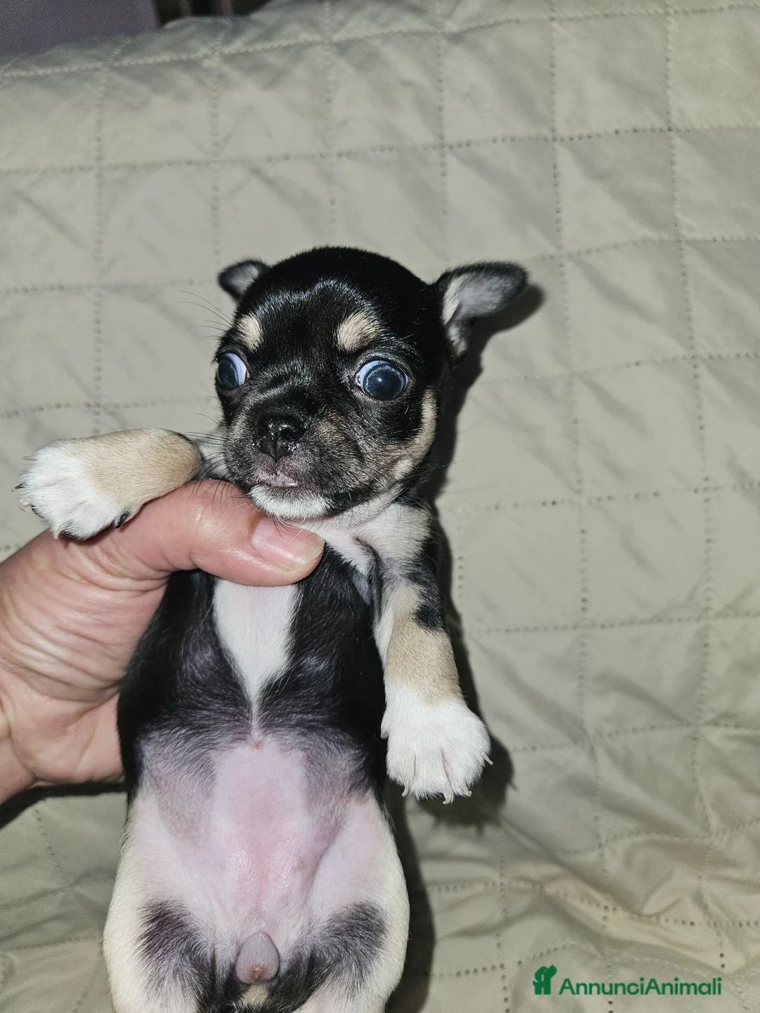 Chihuahua cani in vendita: Chihuahua nana femmina - Annuncio 4