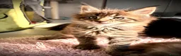 Maine Coon gatti in vendita: Maine coon cucciolo con pedigree  - Annuncio 4