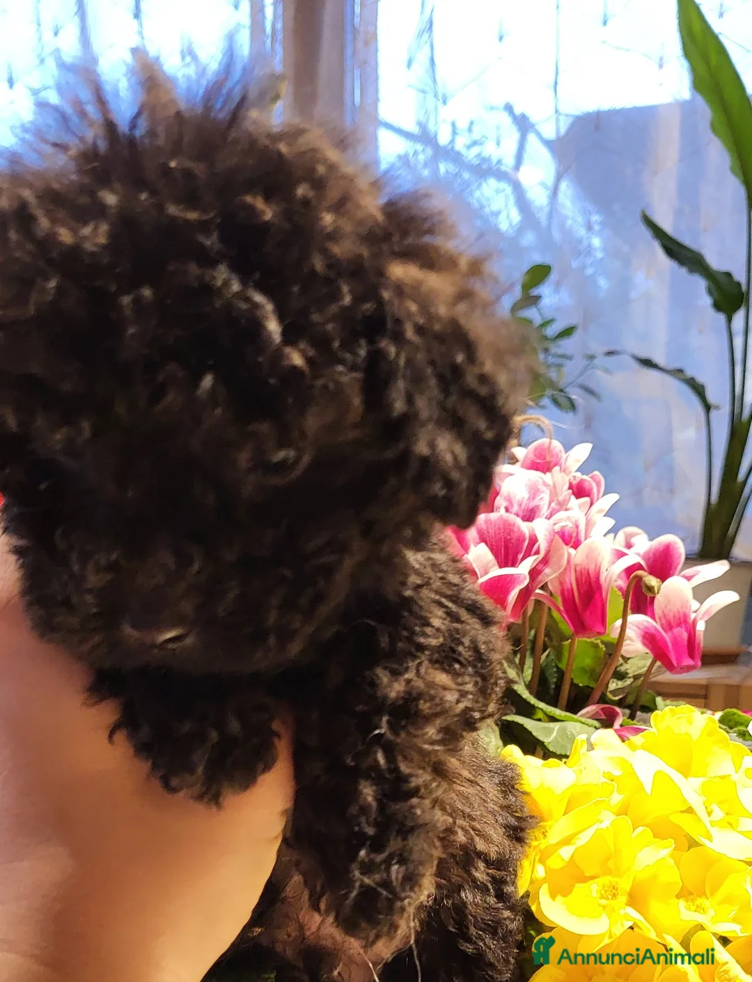 Barboncino cani in vendita: Barboncino cucciolo - Annuncio 4