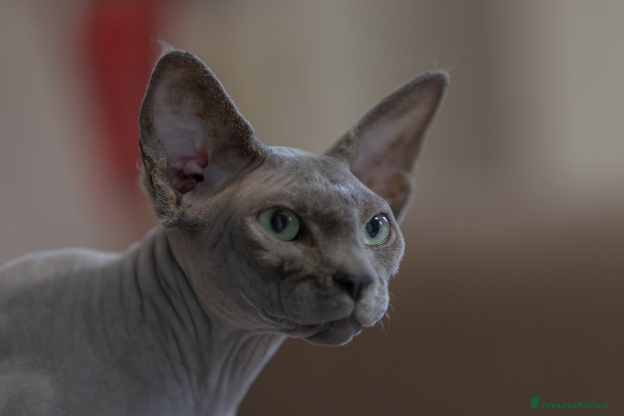 Sphynx gatti Gatto sphynx in salute - Annuncio 1