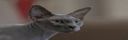 Sphynx gatti in vendita: Gatto sphynx in salute a Città Metropolitana di Bologna - Annuncio 1