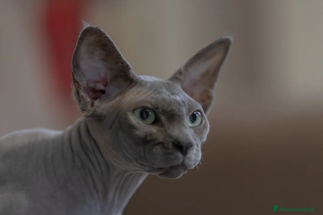 Sphynx gatti in vendita: Gatto sphynx in salute a Città Metropolitana di Bologna - Annuncio 1