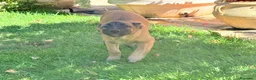 Pastore Belga cani in vendita: Pastore belga  - Annuncio 4