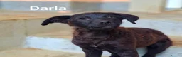 Meticcio cani in regalo: 8 CUCCIOLI CERCANO AMORE! Tg media, dolcissimi! - Annuncio 8