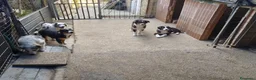 Australian Shepherd cani in vendita: Vendita cuccioli  - Annuncio 3