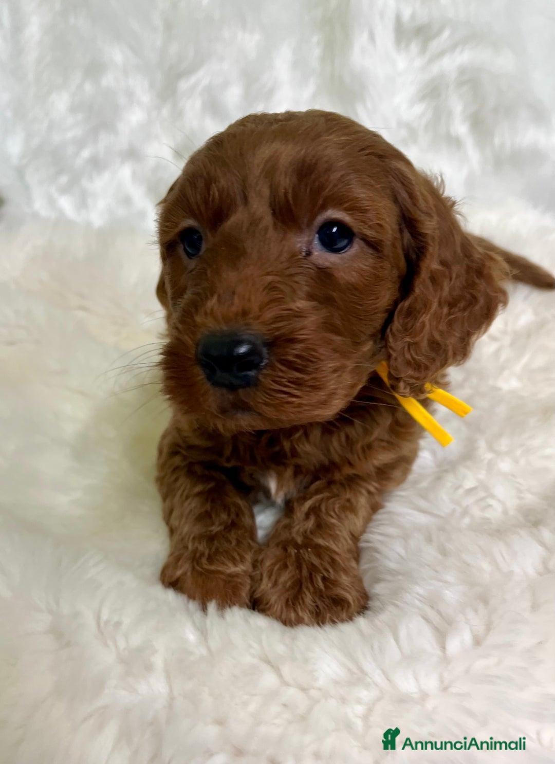 Golden Retriever cani in vendita: Australian Golden DoubleDoodle - Annuncio 9