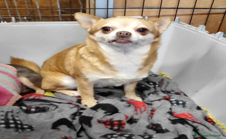 Chihuahua cani - Annuncio 2