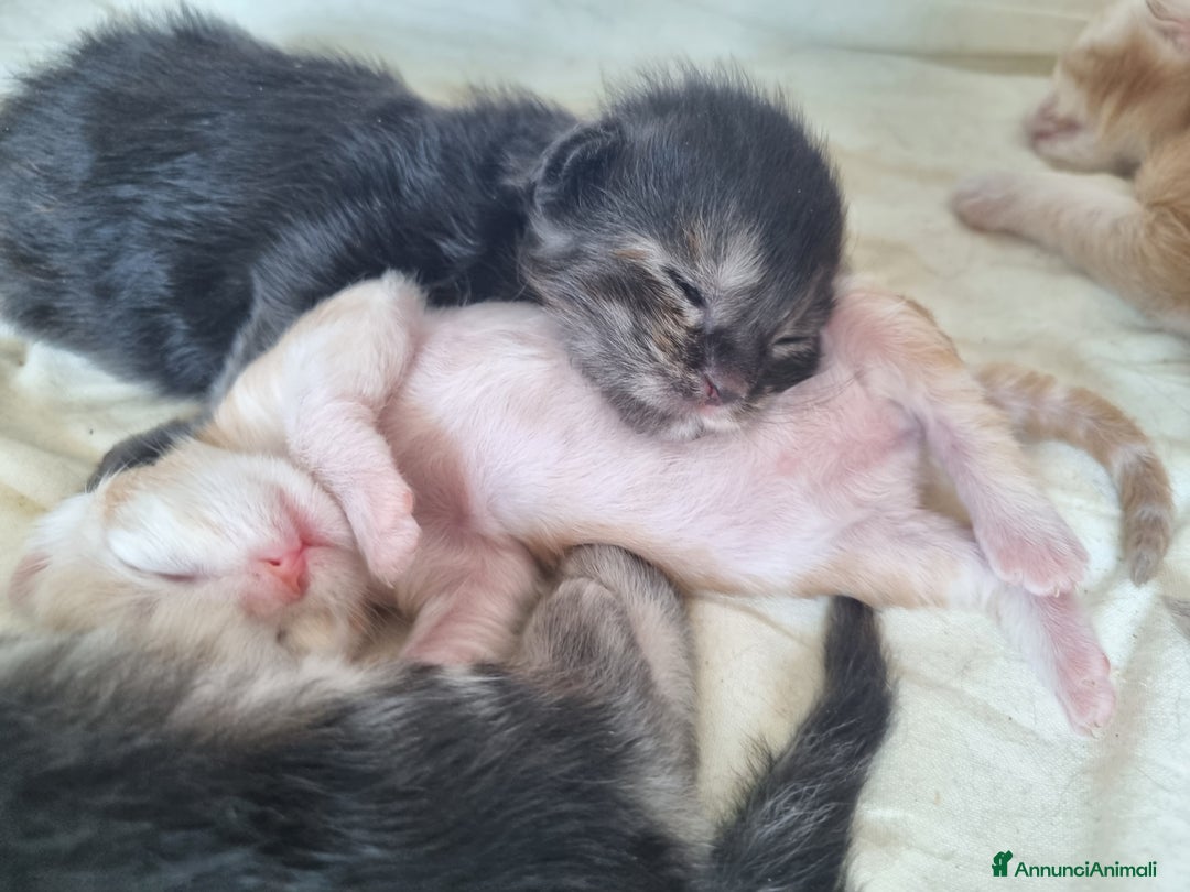 Maine Coon gatti in vendita: Prenotazioni Aperte - Cuccioli di Maine Coon! a Provincia di Cuneo - Immagine 13