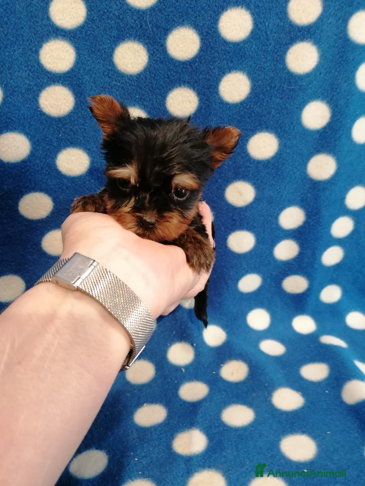 Yorkshire cani Yorkshire Terrier cuccioli - Annuncio 1