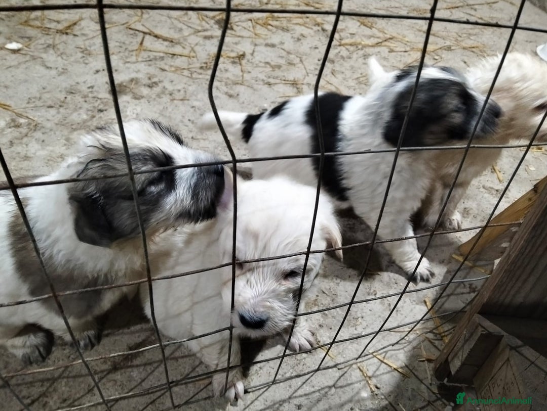 Meticcio cani in regalo: cuccioli meticci taglia media  - Annuncio 5