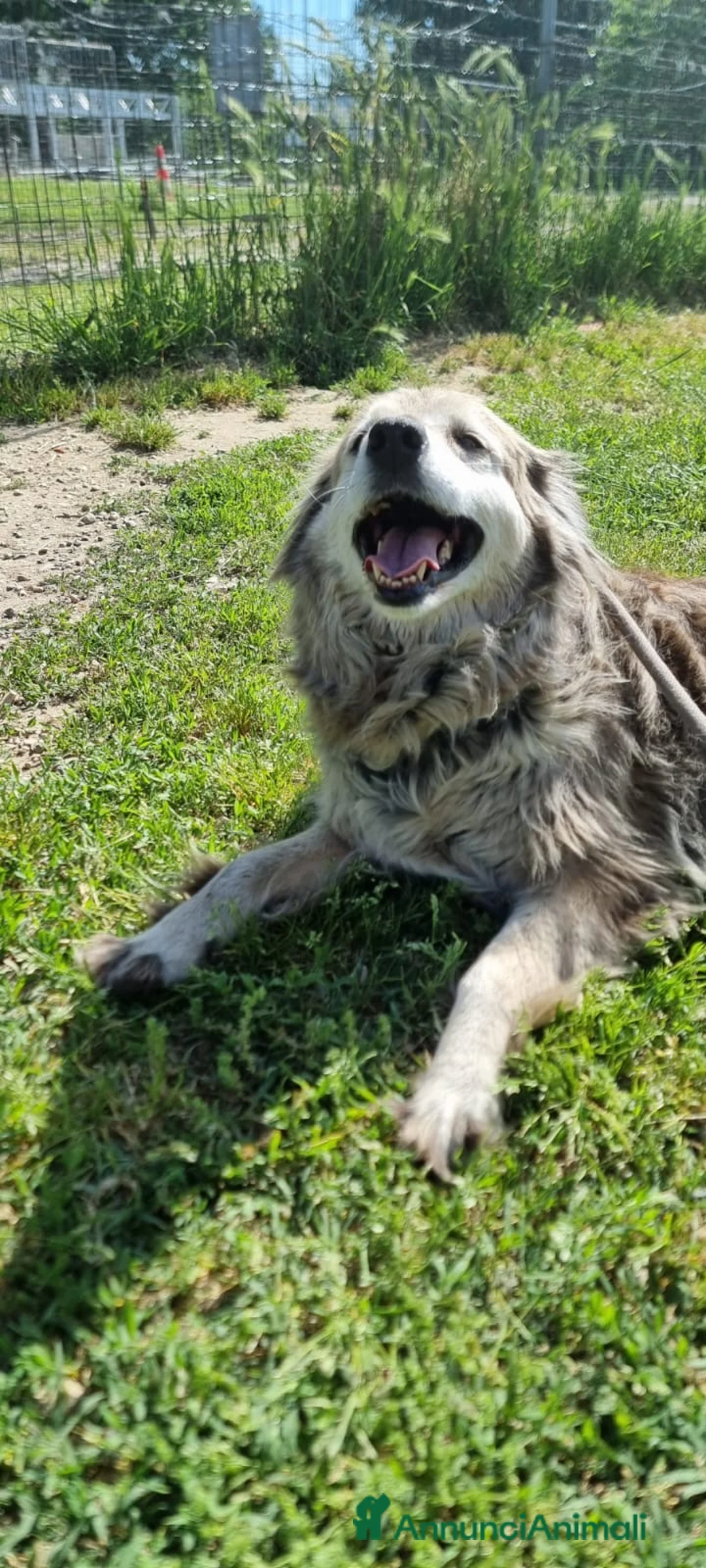 Meticcio cani in regalo: FRISÈ🩷-taglia medio piccola cerca casa.Chiama🙏🏻 - Annuncio 2