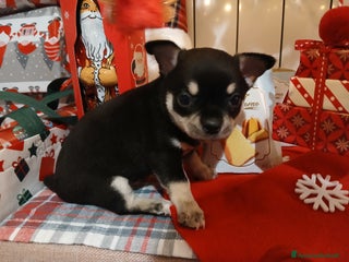 Chihuahua cani Chihuahua cuccioli - Annuncio 1