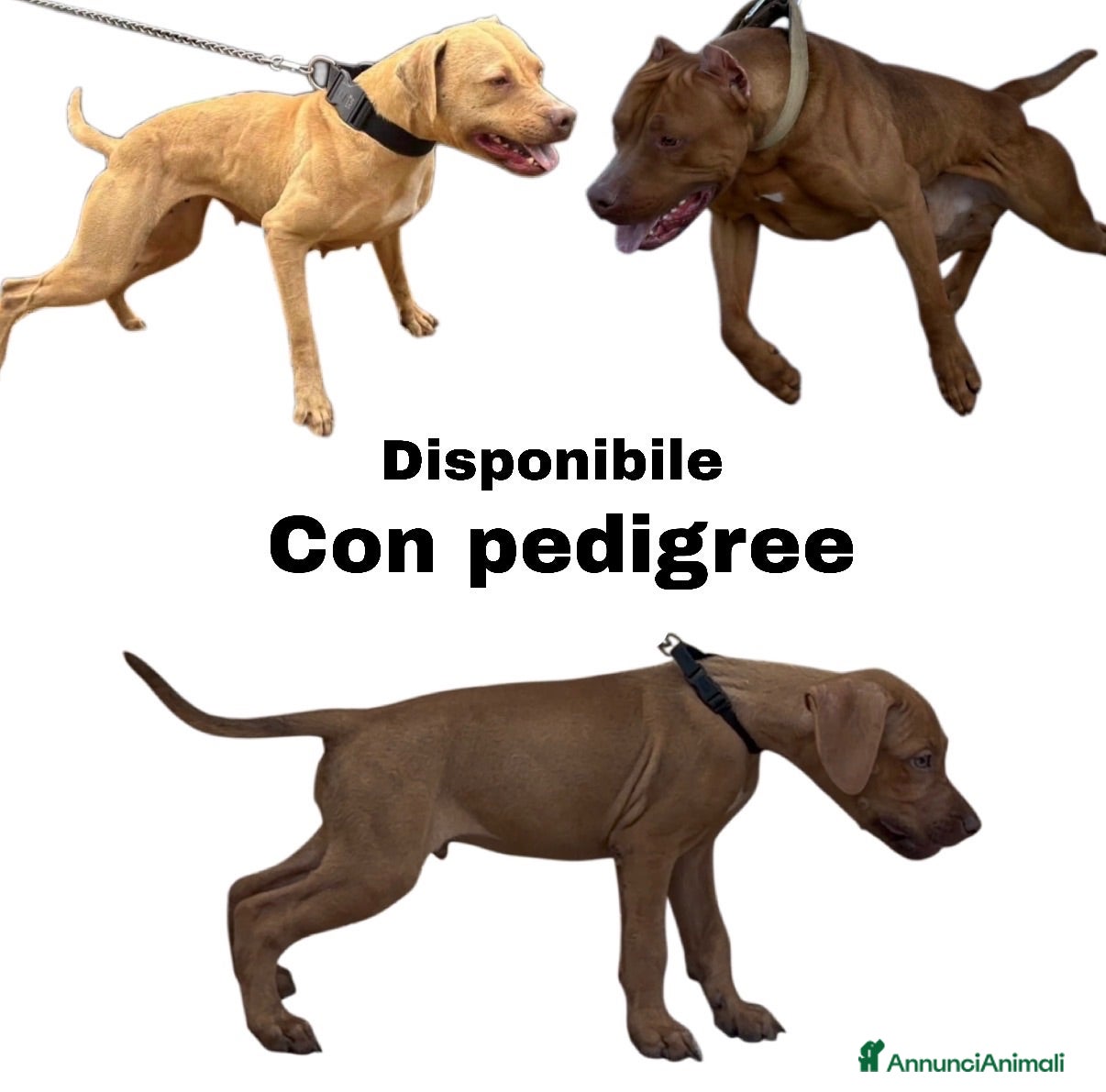 Pitbull cani Pitbull alta genealogia  - Annuncio 1