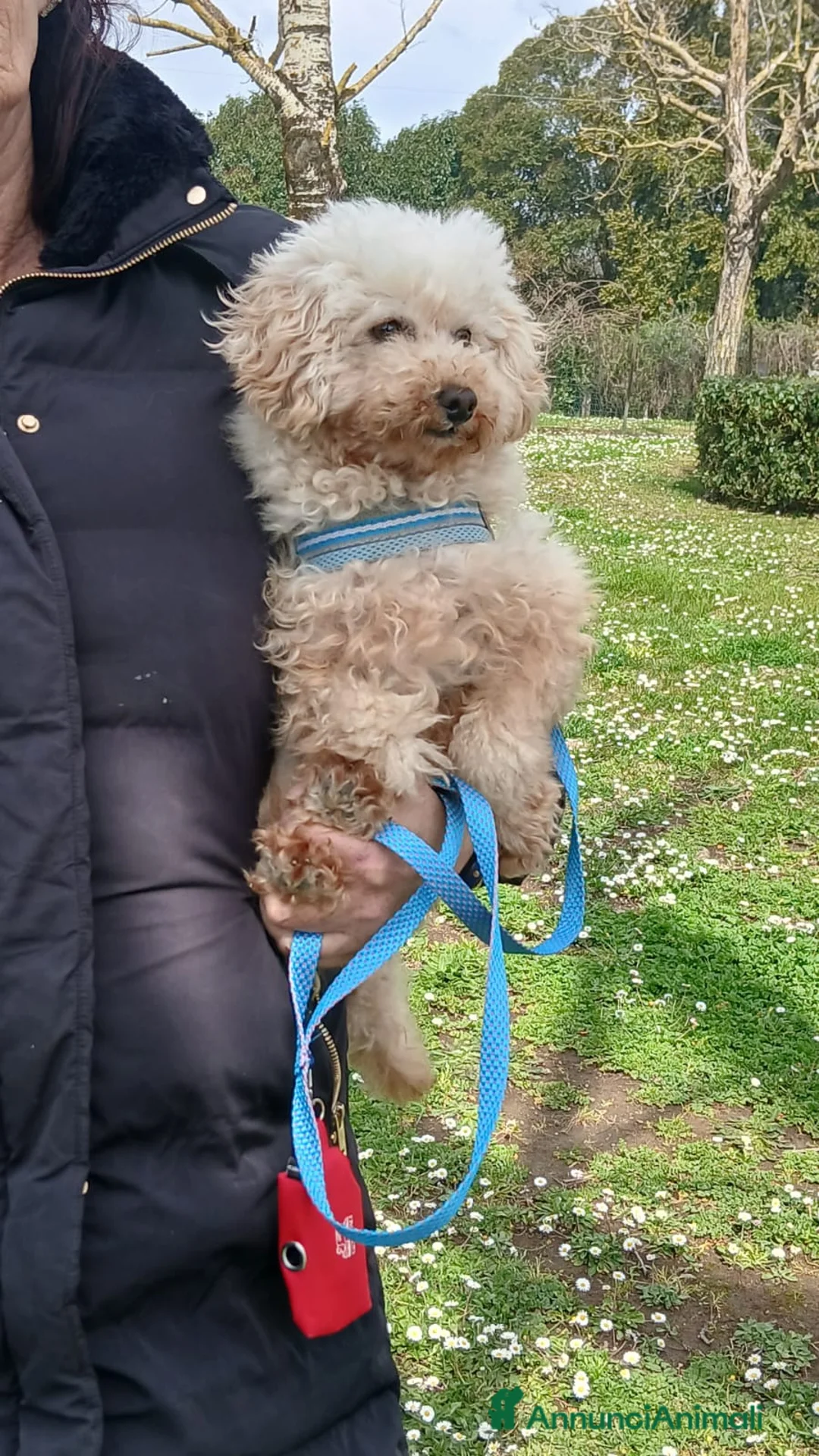 Barboncino Toy cani in regalo: SAM BARBONCINO TOY CERCA LA SUA CASA PER LA VITA - Annuncio 2
