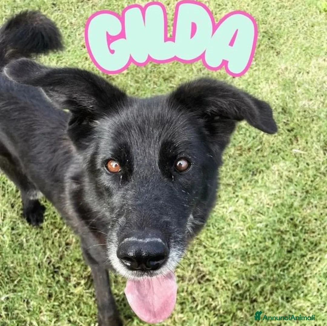 Meticcio cani in regalo: GILDA, un cuore un'anima - Annuncio 1