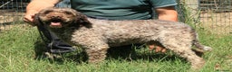 Lagotto cani in vendita: Lagotto romagnolo - maschio adulto 2 a Provincia di Ravenna - Annuncio 5