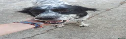 Meticcio cani in regalo: THEA 🩷 ASPETTA ANCORA IL SUO PUNTO FERMO a Provincia di Ravenna - Annuncio 2