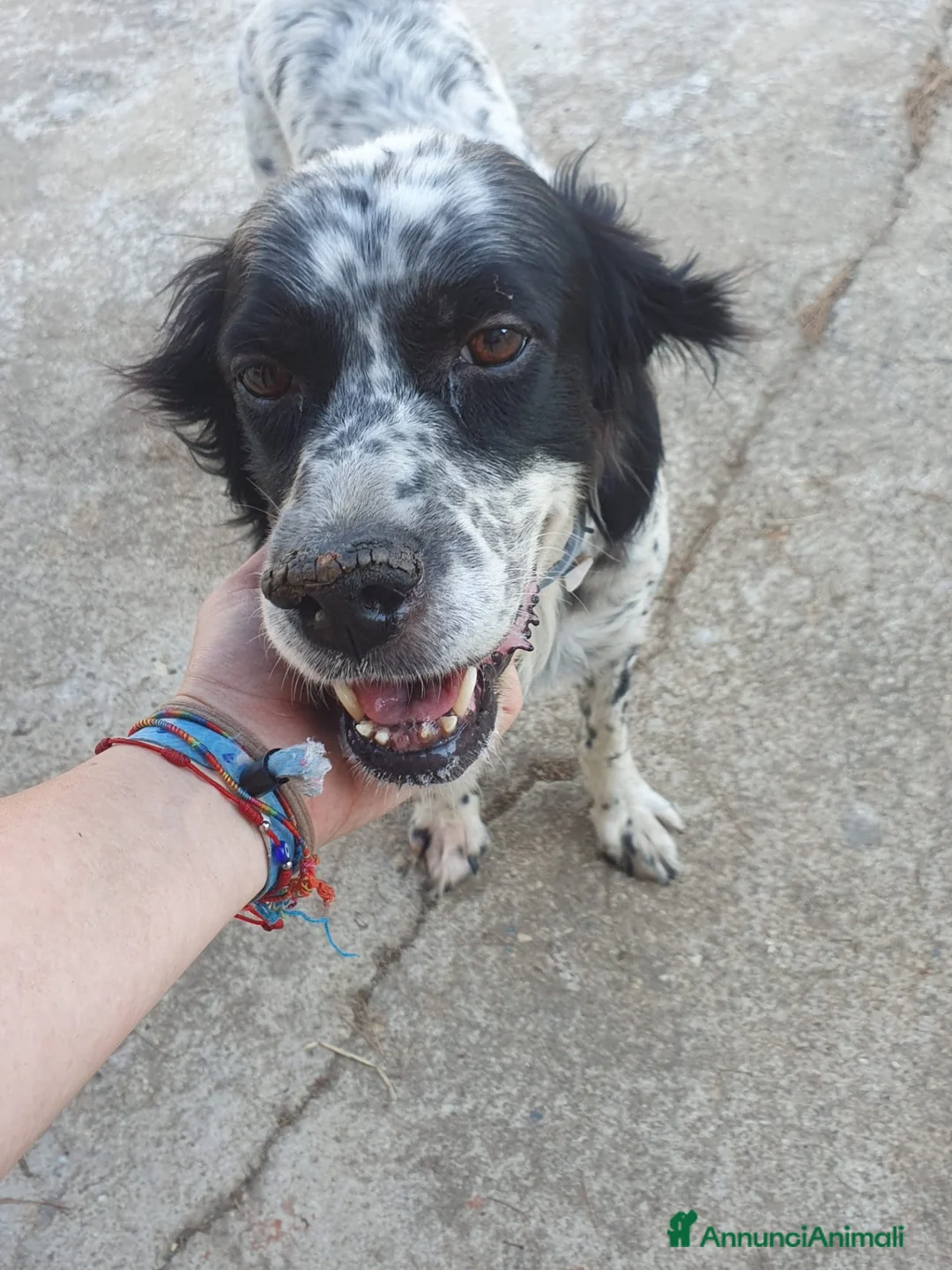Meticcio cani in regalo: THEA 🩷 ASPETTA ANCORA IL SUO PUNTO FERMO a Provincia di Ravenna - Annuncio 2