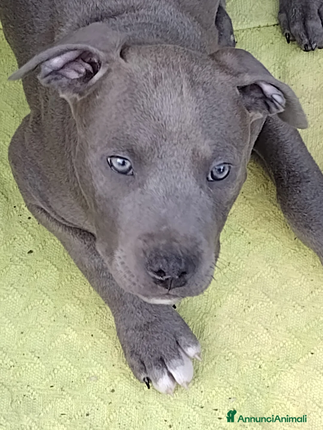 American Bully cani in vendita: Cuccioli American pit bull terrier  - Annuncio 2
