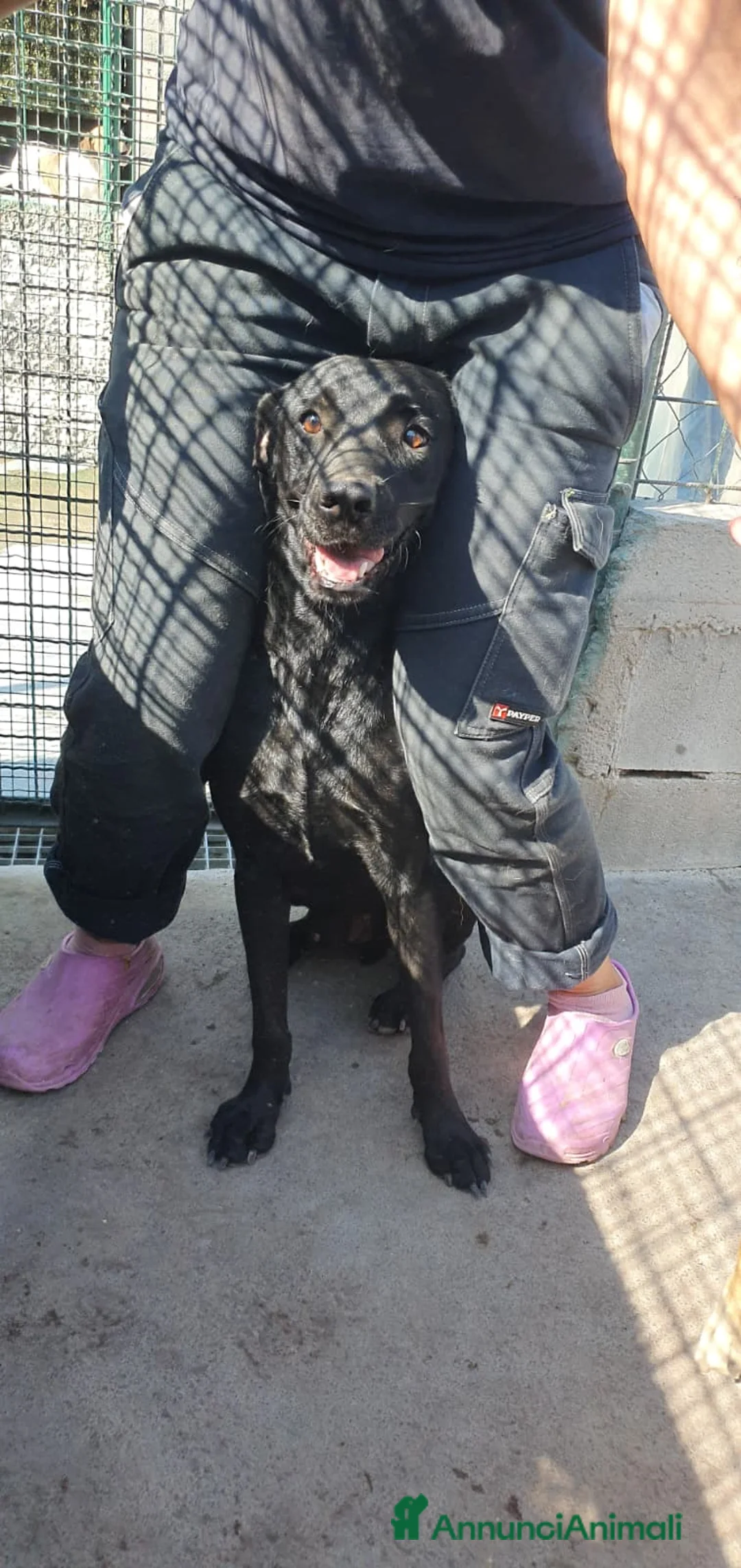 Labrador cani in regalo: Black, Mini Labrador in Canile - Annuncio 6