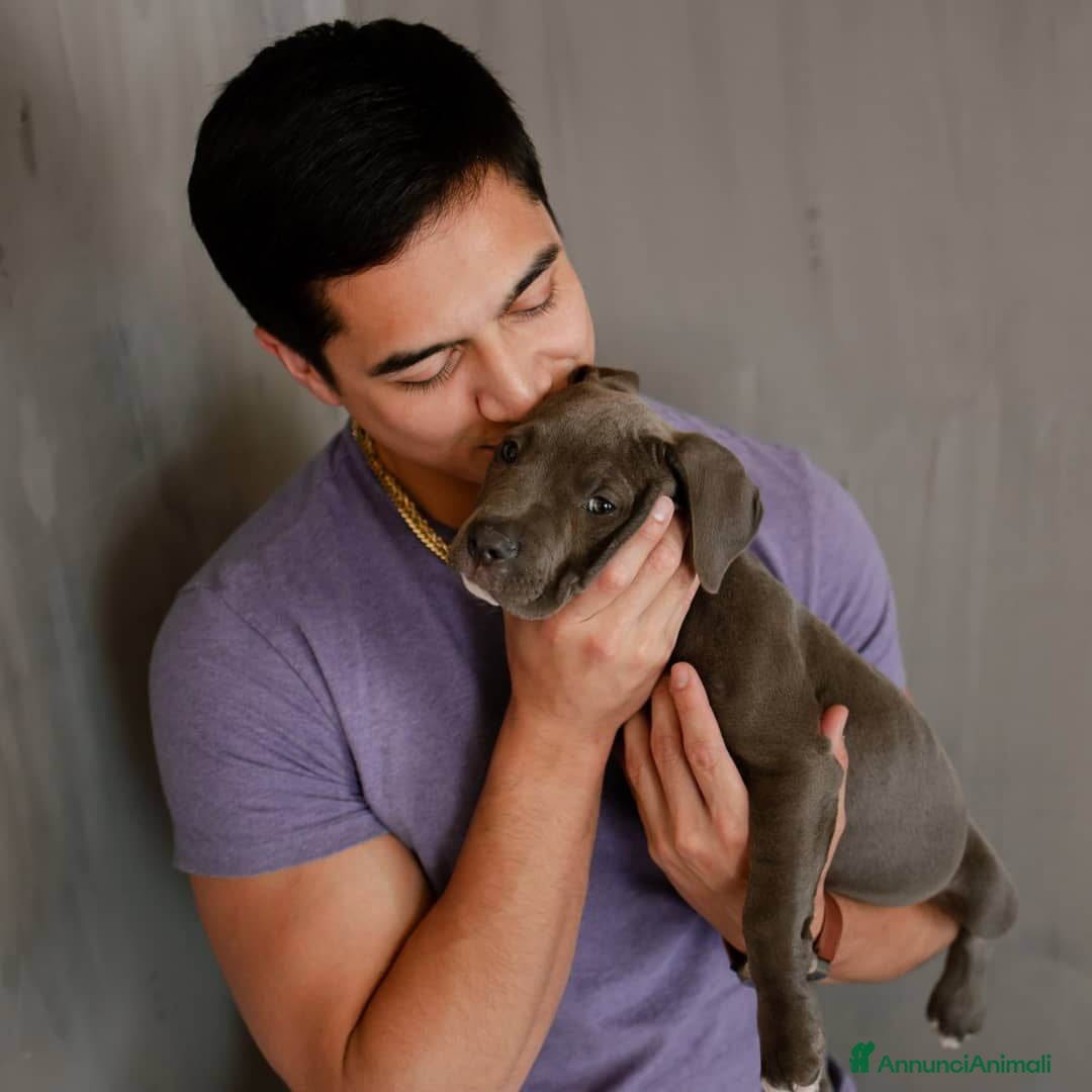 Pitbull cani in regalo: American Pitbull Terrier con pedigree - Annuncio 6