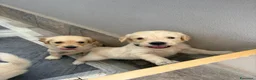 Golden Retriever cani in vendita: Cuccioli di Golden retriever  - Annuncio 4
