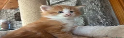 Norvegese gatti in vendita: cucciolo norvegese delle foreste - Annuncio 13