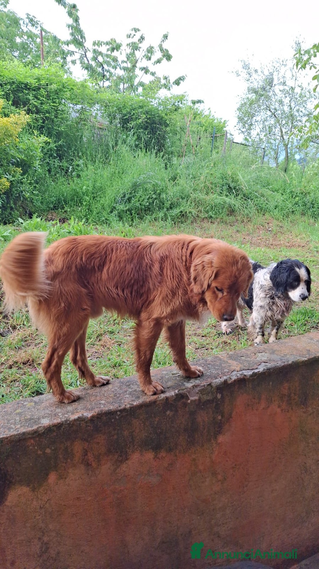 Meticcio gatti in regalo: Regalo - Annuncio 3