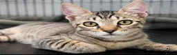Europeo gatti in regalo: Gattino maschio tigrato a Città metropolitana di Roma Capitale - Annuncio 2