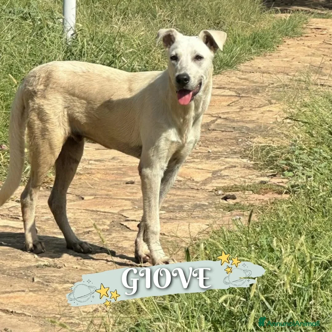 Meticcio cani in regalo:     GIOVE 💙 UN TIPO SPECIALE CERCA CASA a Provincia di Como - Annuncio 1