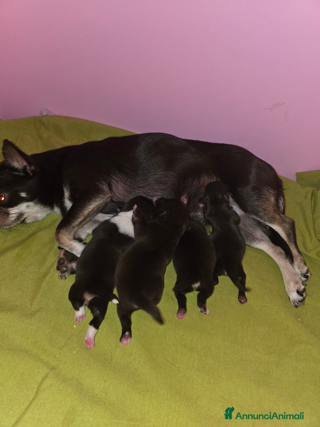 Chihuahua cani in vendita: Chihuahua chocolate Pedigree ENCI - Annuncio 11