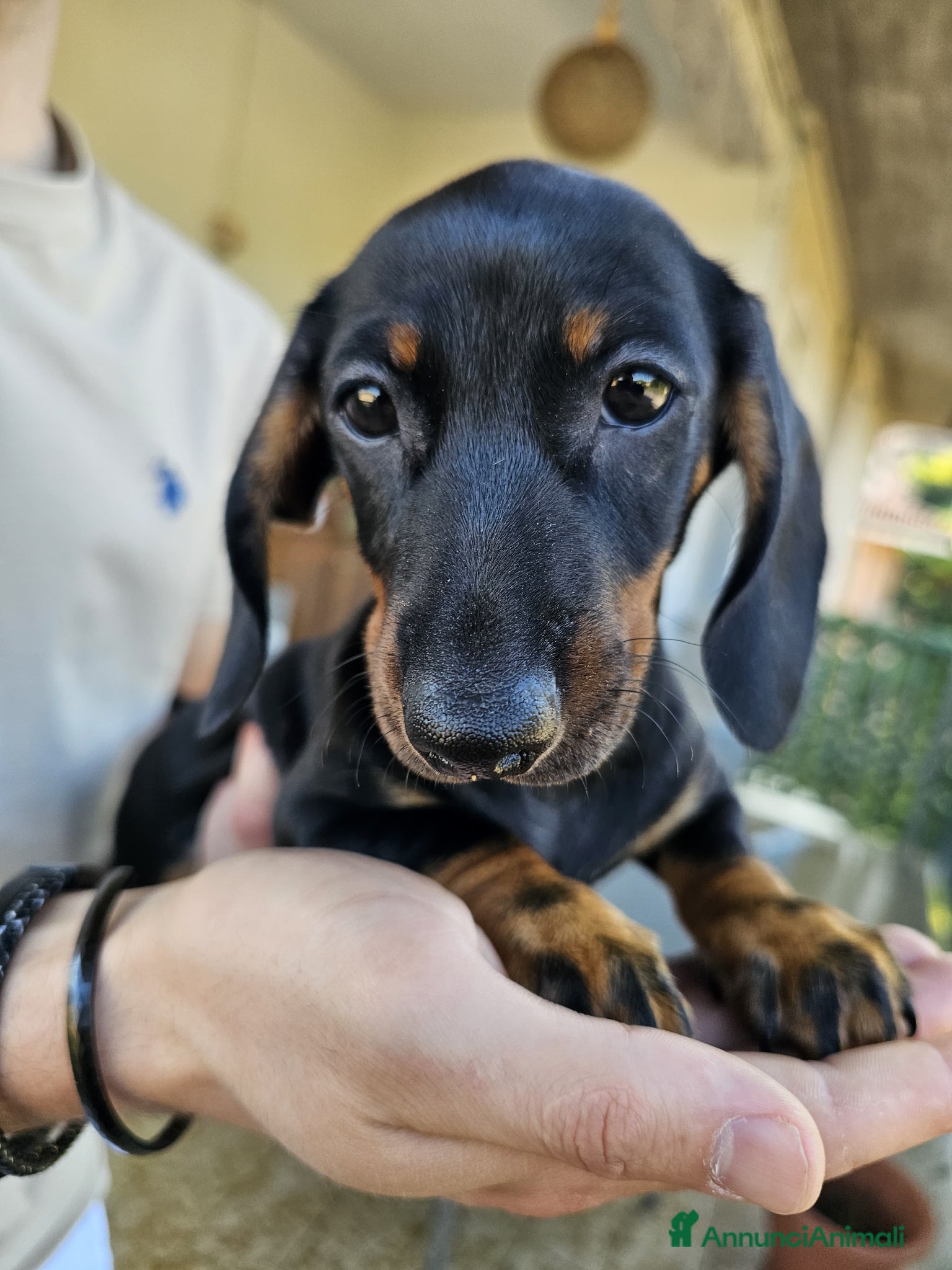 Bassotto cani in vendita: Bassotti nani - Annuncio 28