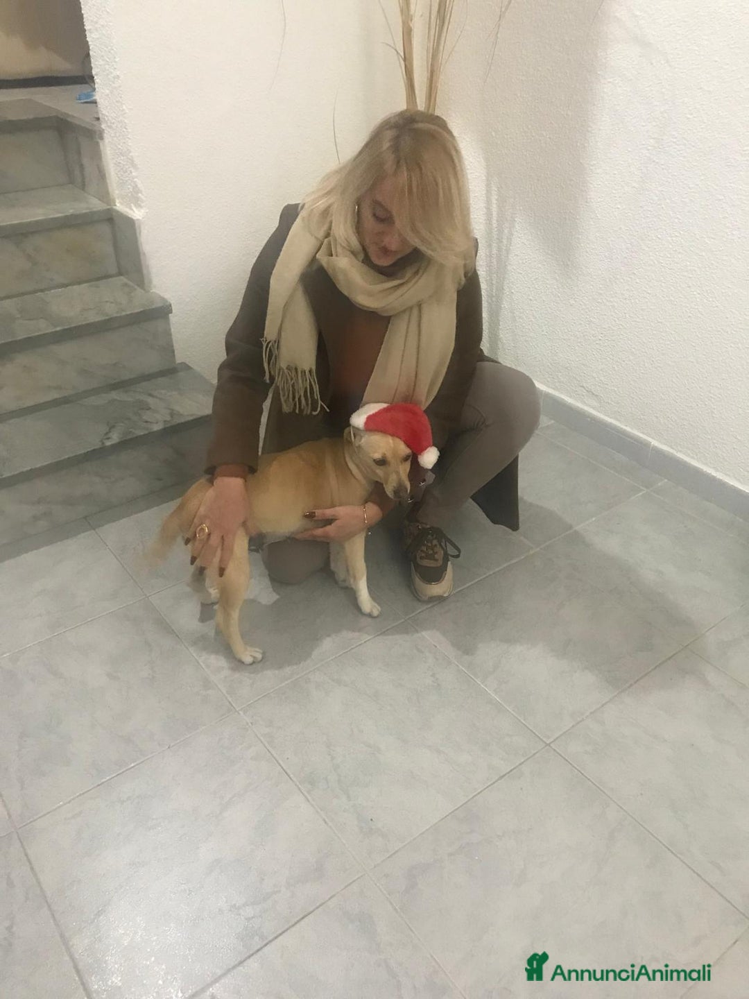Meticcio cani in regalo: LEA cagnolina taglia piccola di 5 anni - Annuncio 5