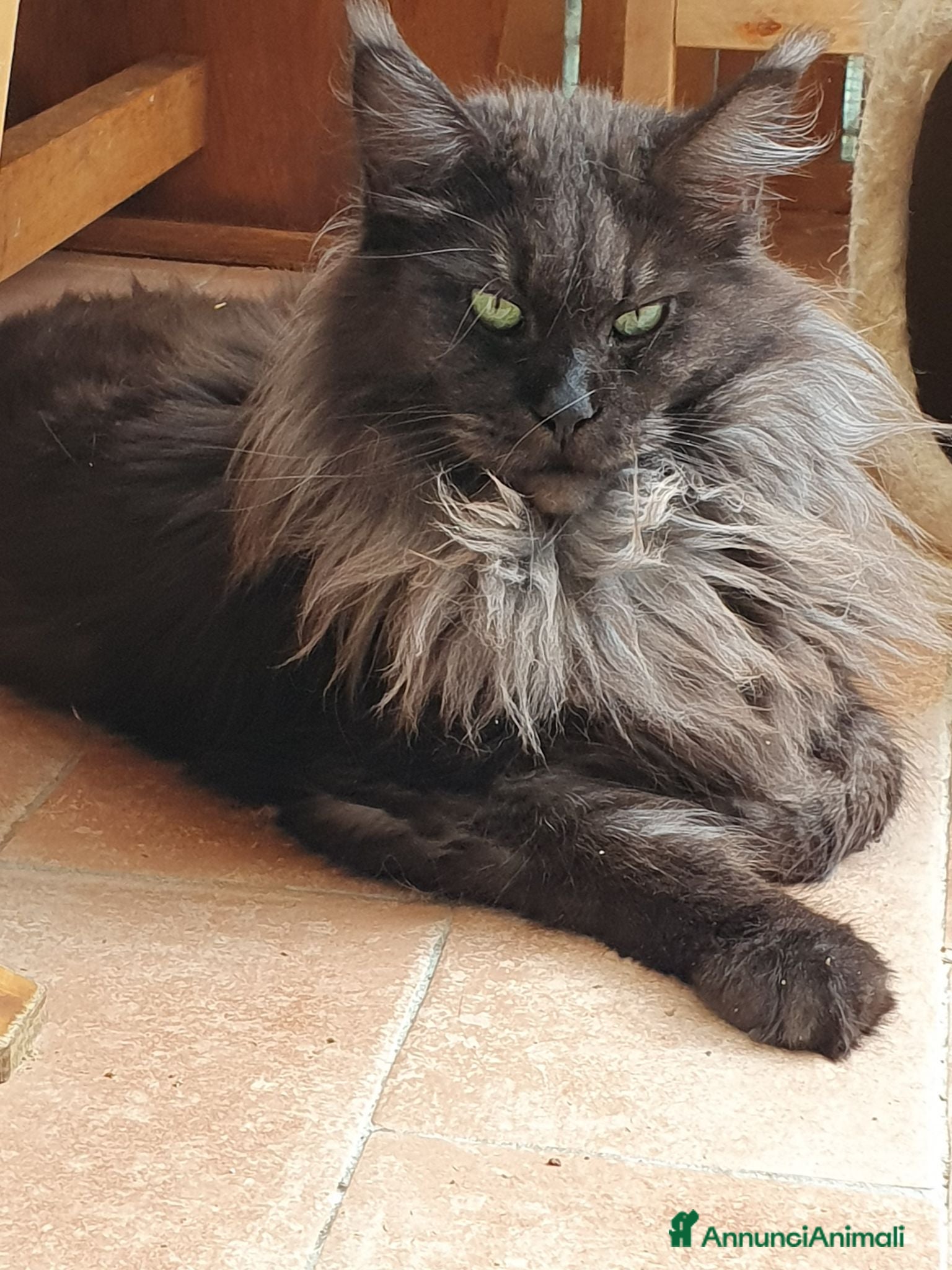 Maine Coon gatti Maine Coon maschio nero  - Annuncio 1