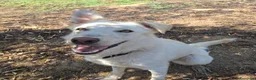 Meticcio cani in regalo: LUNA 🩷 un vulcano di amore e allegria!  😍 a Provincia di Treviso - Annuncio 17