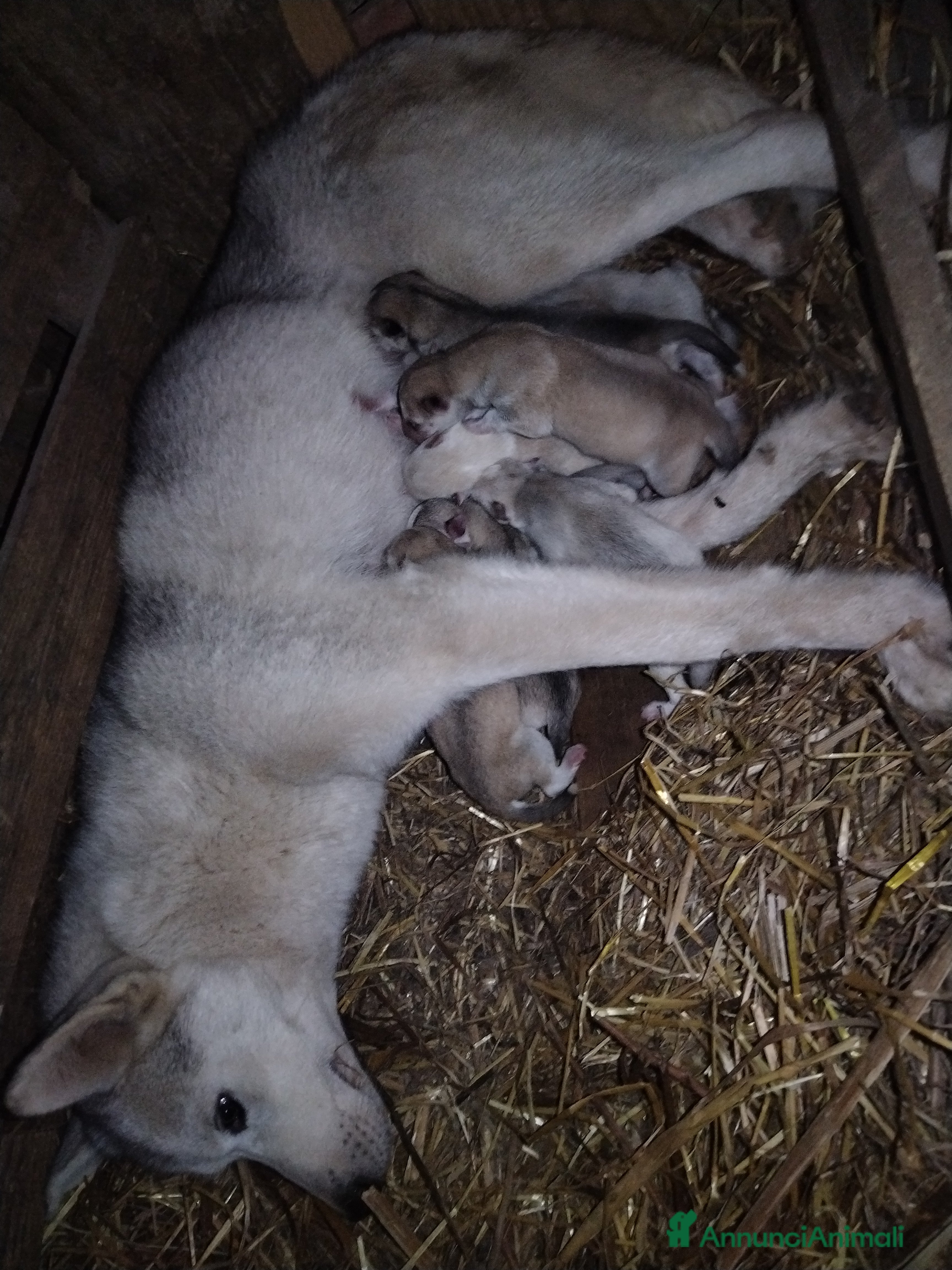 Husky cani Cuccioli di Siberian Husky  - Annuncio 1