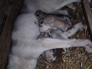 Husky cani Cuccioli di Siberian Husky - Annuncio 24