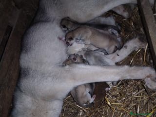 Husky cani Cuccioli di Siberian Husky - Annuncio 2