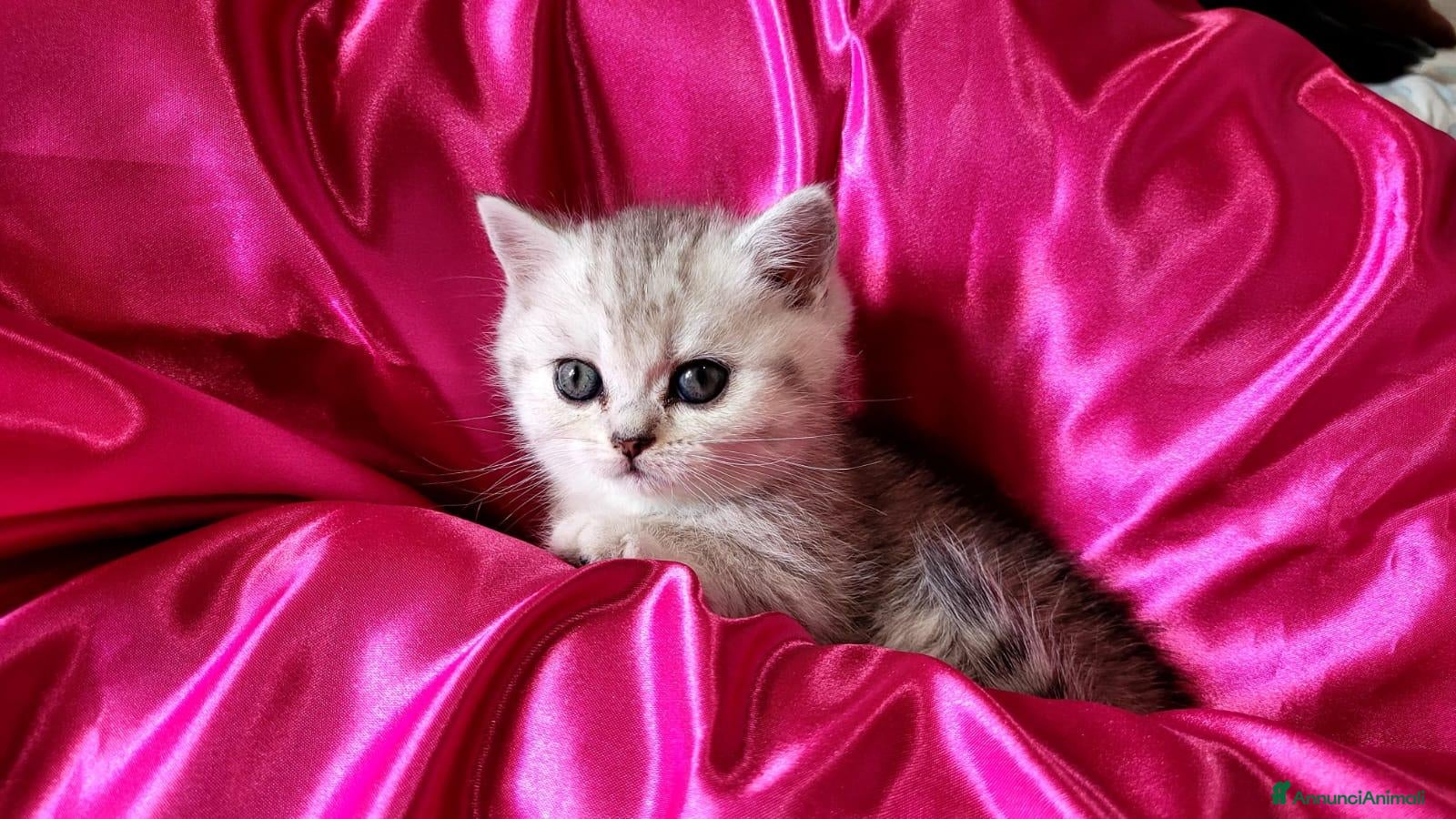 British gatti British longhair- Highland straight + kit regalo! - Annuncio 2