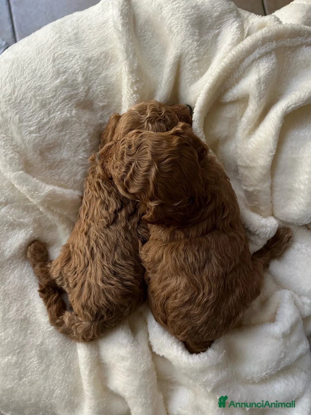 Barboncino cani in vendita: Barboncini fulvi toy e nani con Pedigree - Annuncio 10