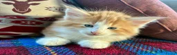 Norvegese gatti in vendita: cucciolo norvegese delle foreste - Annuncio 4