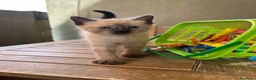 Siamese gatti in vendita: Gattini siamesi seal point - Annuncio 13