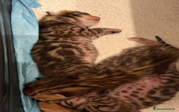 Bengala gatti in vendita: Cuccioli Bengala spotted ben 24 prenotazione  a Città Metropolitana di Bari - Immagine 17